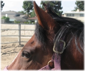 horse rescue