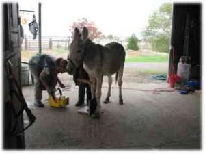 horse rescue