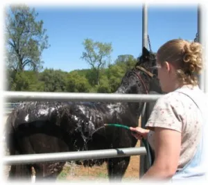 horse shelter