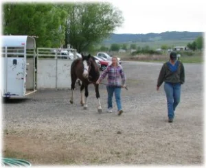 horse rescue