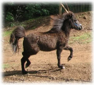 horse shelter