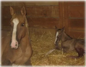 horse rescue