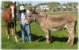horse rescue