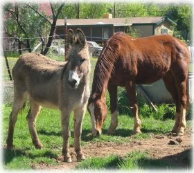 horse rescue