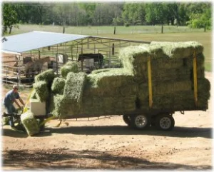 horse rescue