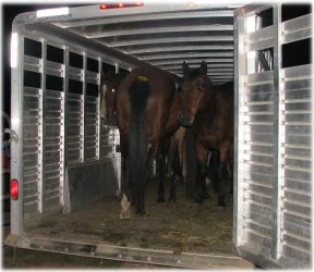horse rescue