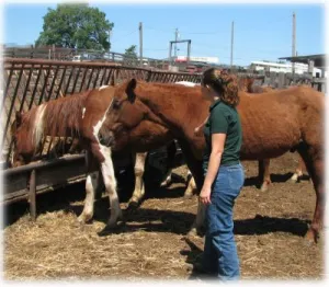horse shelter