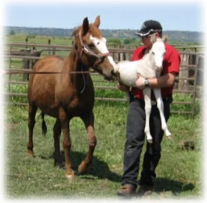 horse shelter
