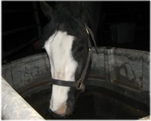 horse rescue