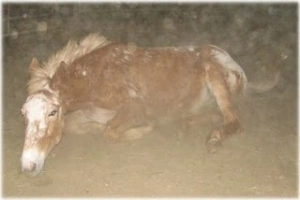 horse rescue