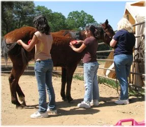 horse rescue