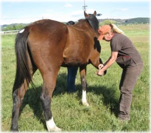 horse shelter