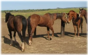 horse rescue