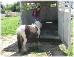 horse rescue