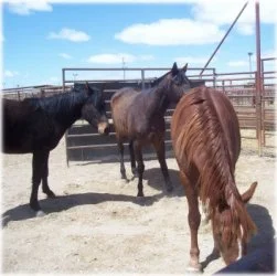 horse rescue