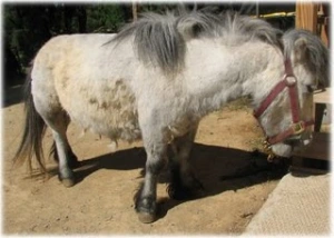 horse rescue