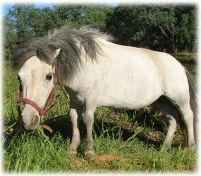 horse rescue