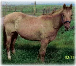 horse rescue