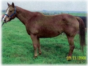 horse rescue