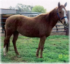 horse rescue