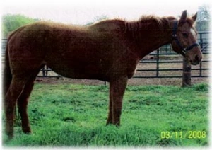 horse rescue