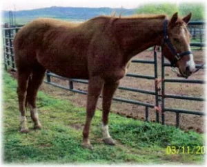 horse rescue
