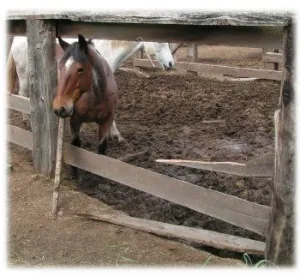 horse shelter