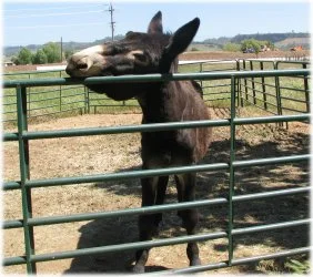 horse rescue