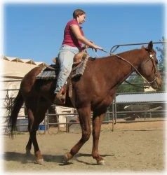 horse rescue