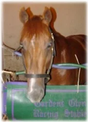 horse rescue