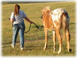 horse rescue