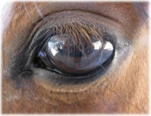 horse shelter