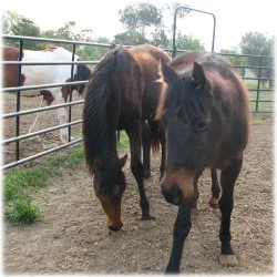 horse rescue