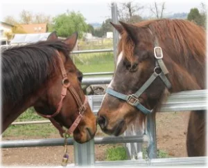 horse rescue