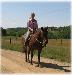 horse rescue