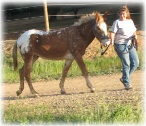 horse rescue