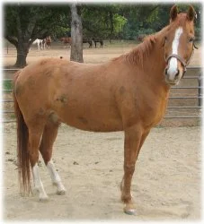 horse rescue