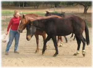 horse rescue