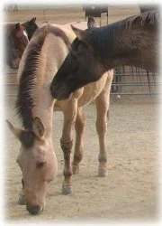 horse rescue