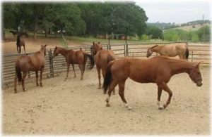 horse rescue