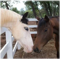 horse rescue