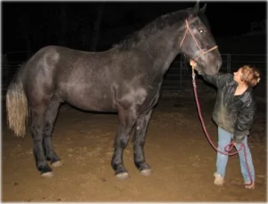 horse rescue