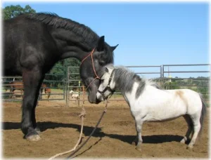 horse rescue