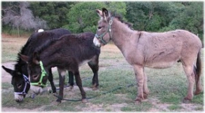 horse rescue