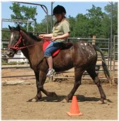 horse rescue
