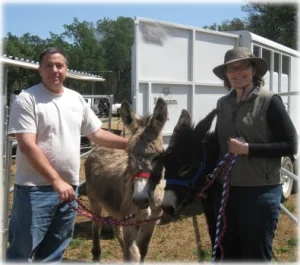 horse rescue