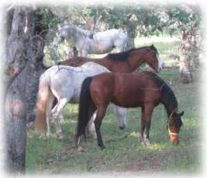 horse rescue