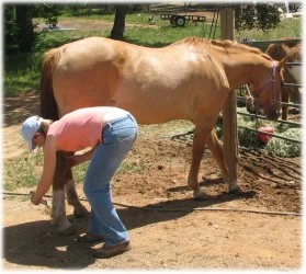 horse rescue