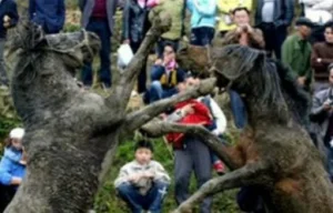 horse rescue