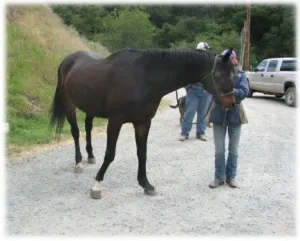 horse rescue